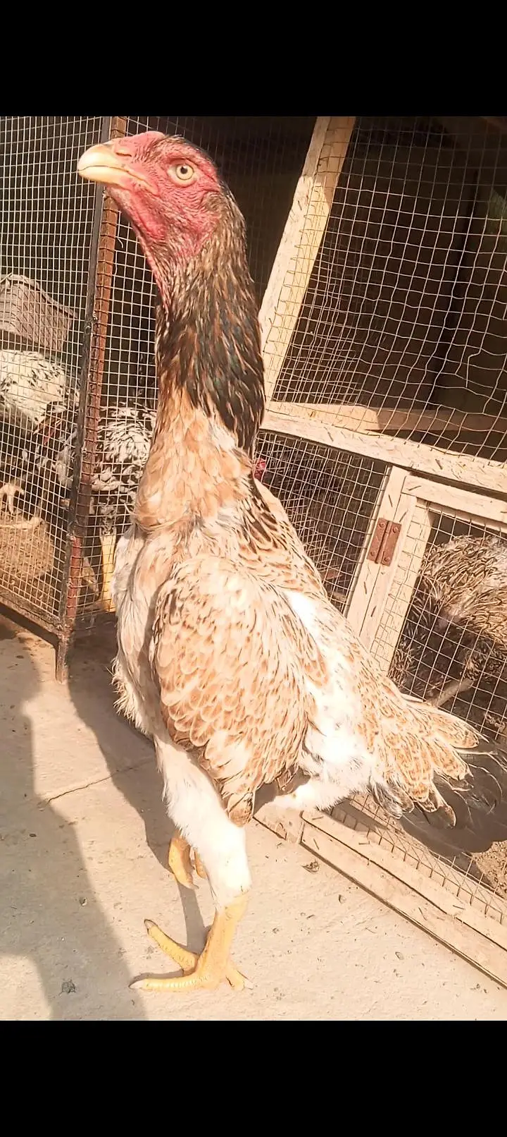 Top Quality Pure Shamo Aseel Hen Murgi Madi 03098573144 — photo 4