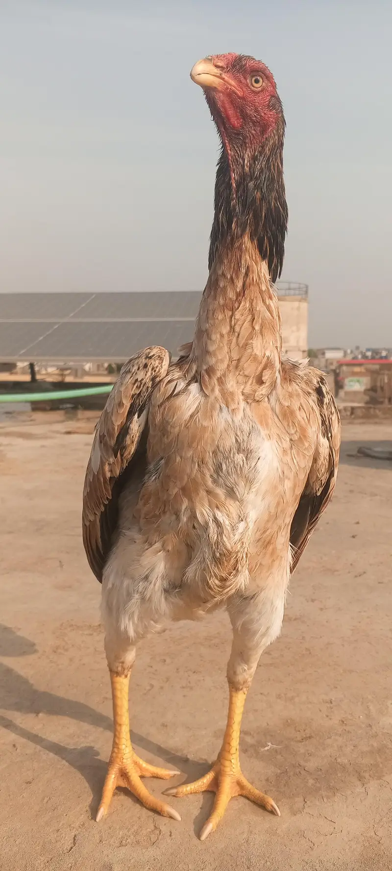 Top Quality Pure Shamo Aseel Hen Murgi Madi 03098573144 — photo 6