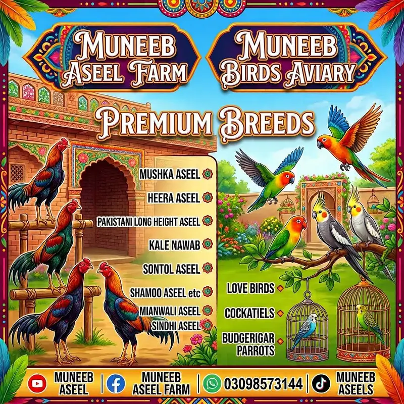 Top Quality Pure Shamo Aseel Hen Murgi Madi 03098573144 — photo 12