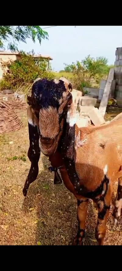 Beetal Sheri with 5 month male