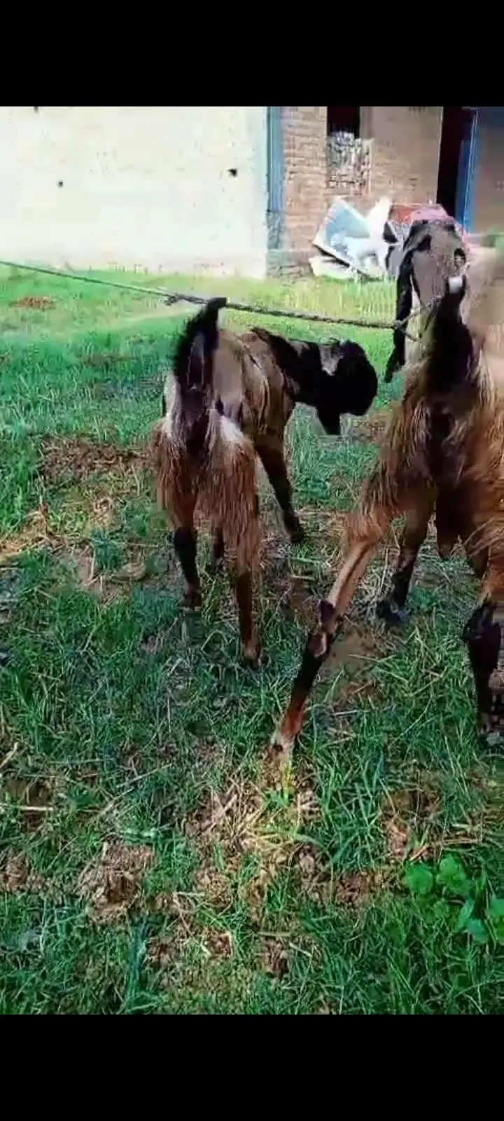 Beetal Sheri with 5 month male — photo 3