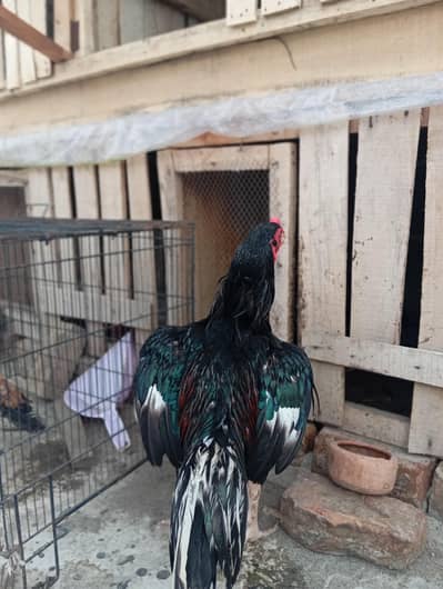 Lassani Mushka  Aseel  available