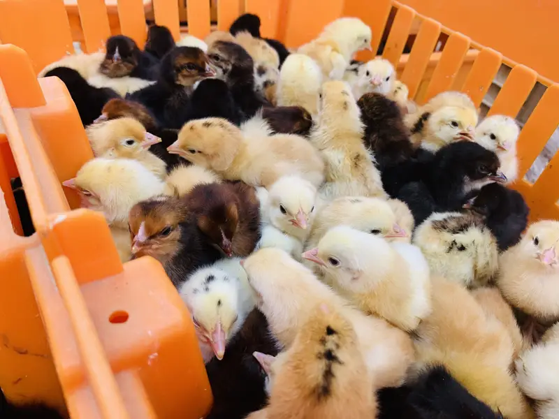 Golden misry chicks — photo 4