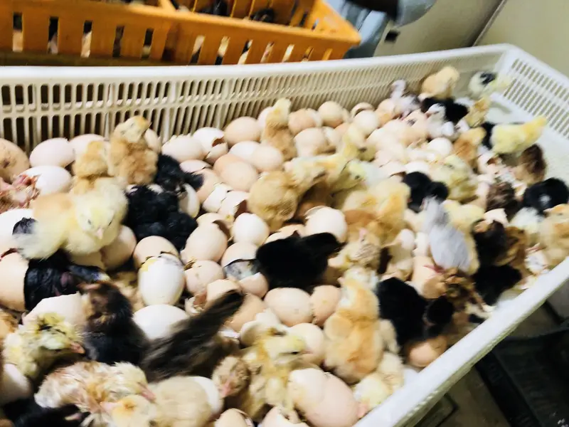 Golden misry chicks — photo 5