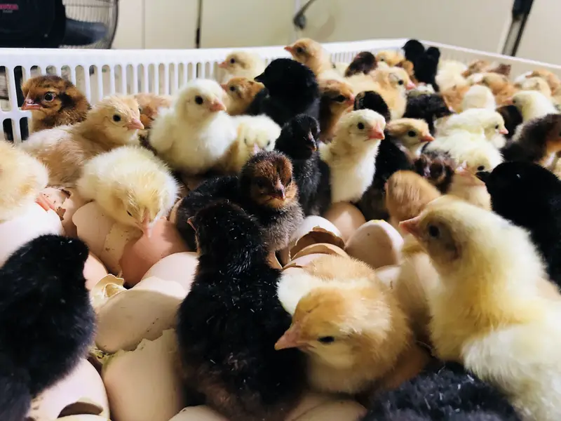 Golden misry chicks — photo 6