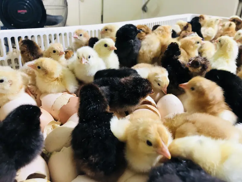 Golden misry chicks — photo 7