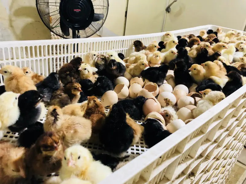 Golden misry chicks — photo 8