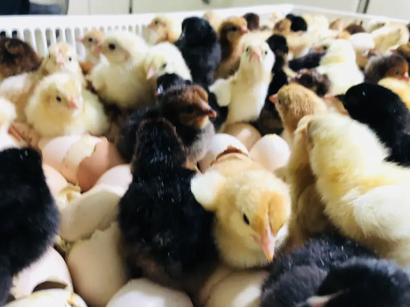 Golden misry chicks — photo 9