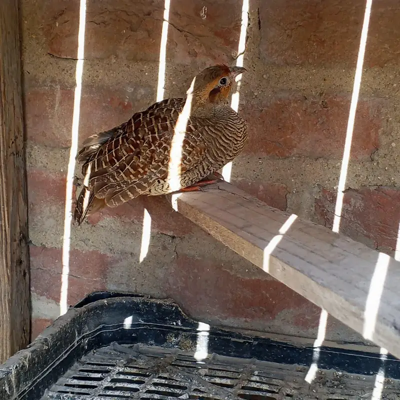 Female Irani — photo 2