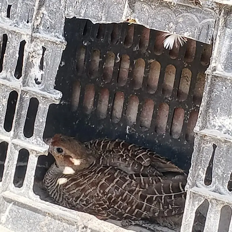 Female Irani — photo 3