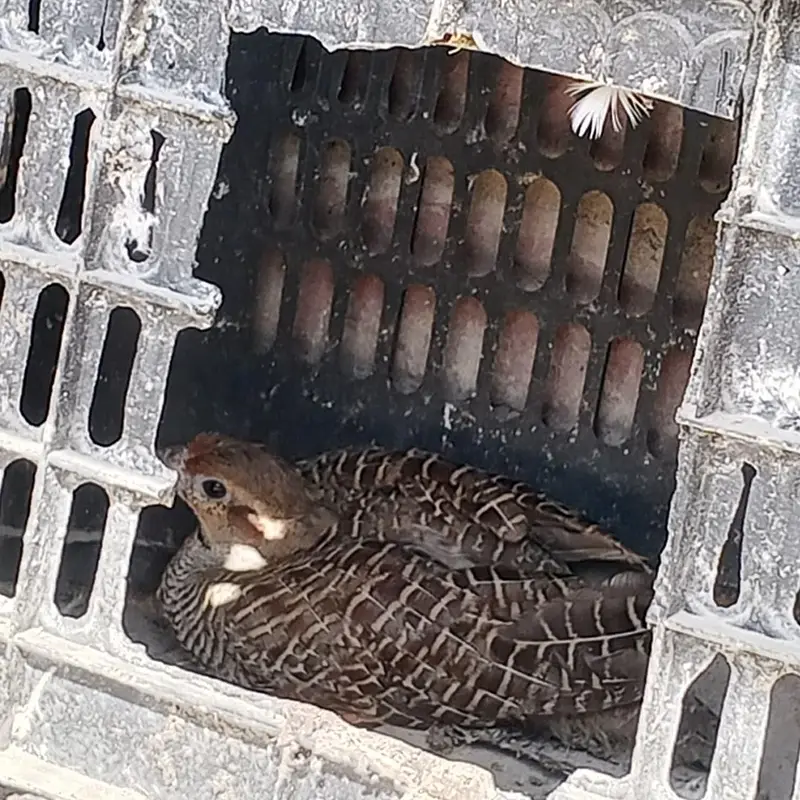 Female Irani — photo 4