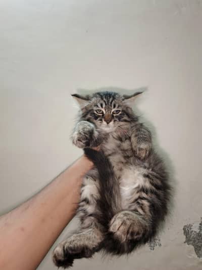 Siberian Long Coat Kittens