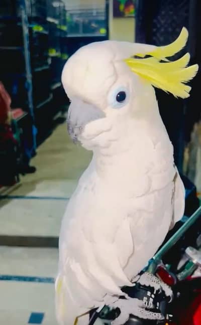 Triton Cacatoo Face to Face Taking Available For Sale 0316 4755074
