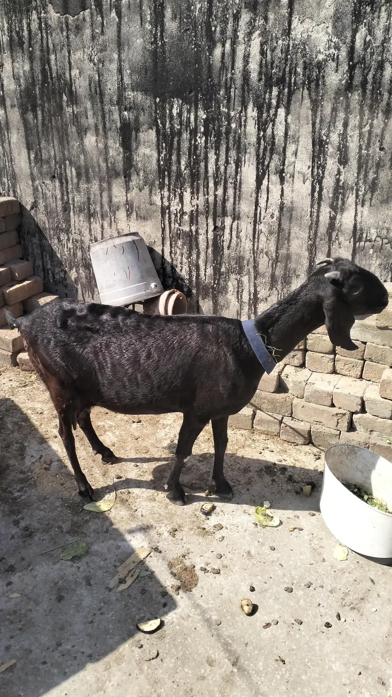 Female teddy with baby goat — photo 2