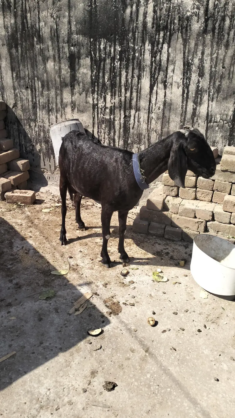 Female teddy with baby goat — photo 3