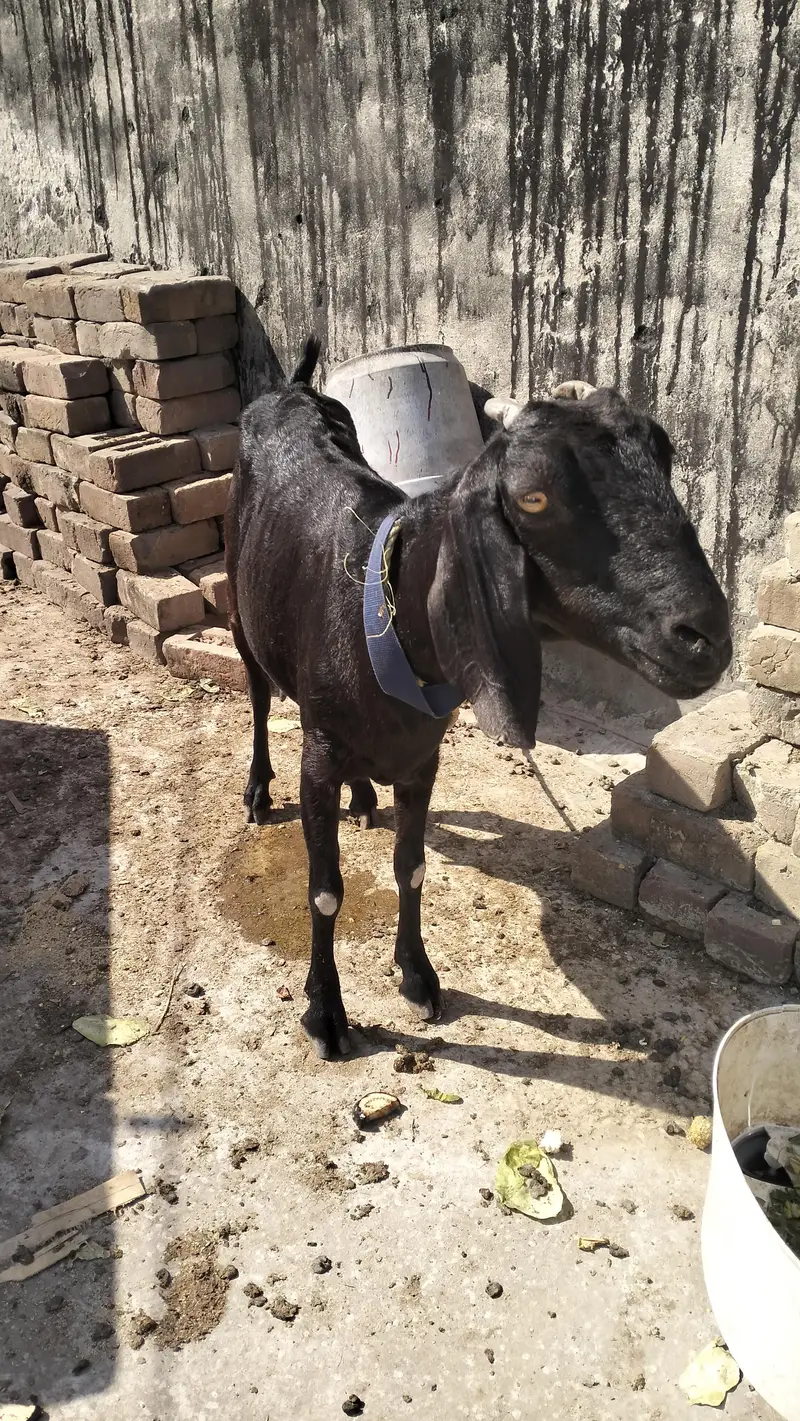 Female teddy with baby goat — photo 4