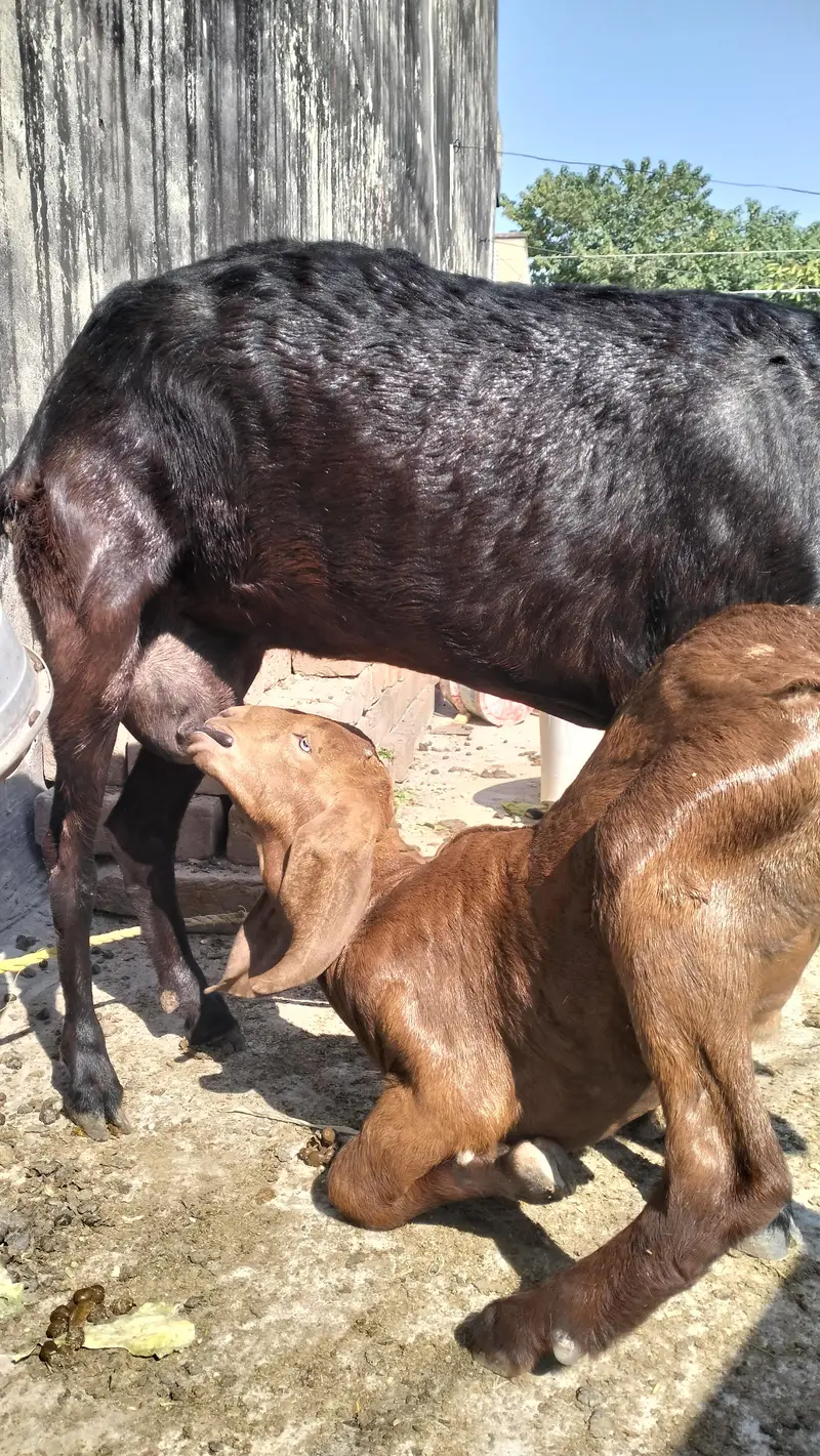 Female teddy with baby goat — photo 5
