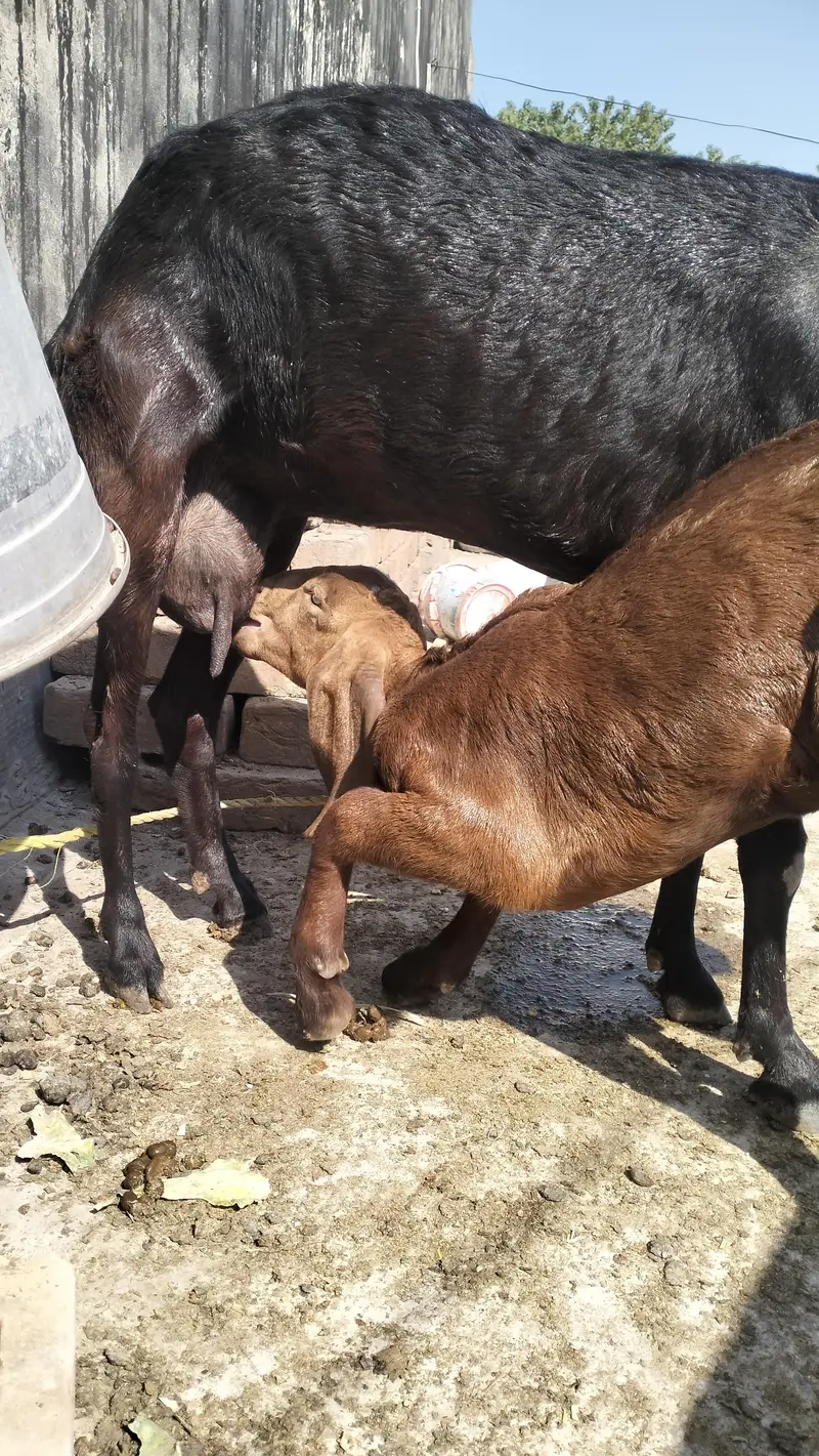 Female teddy with baby goat — photo 6