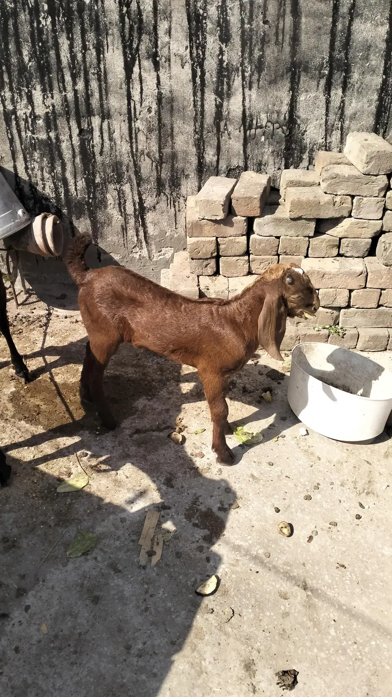 Female teddy with baby goat — photo 7