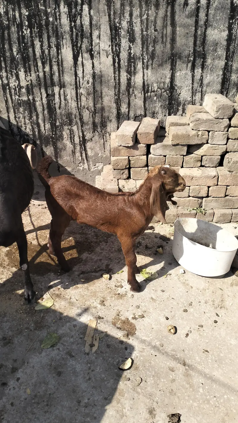 Female teddy with baby goat — photo 8