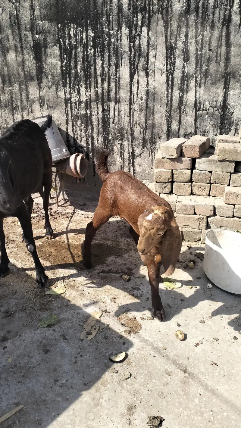 Female teddy with baby goat — photo 9