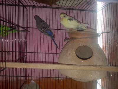 2 pair budgie 2khane ka cage hai watsab num 03702552598