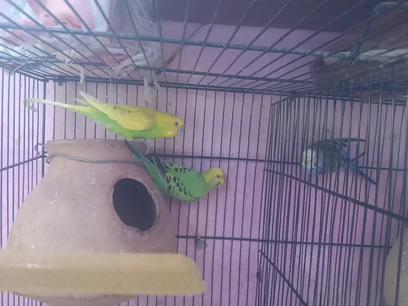 2 pair budgie 2khane ka cage hai watsab num 03702552598 — photo 2