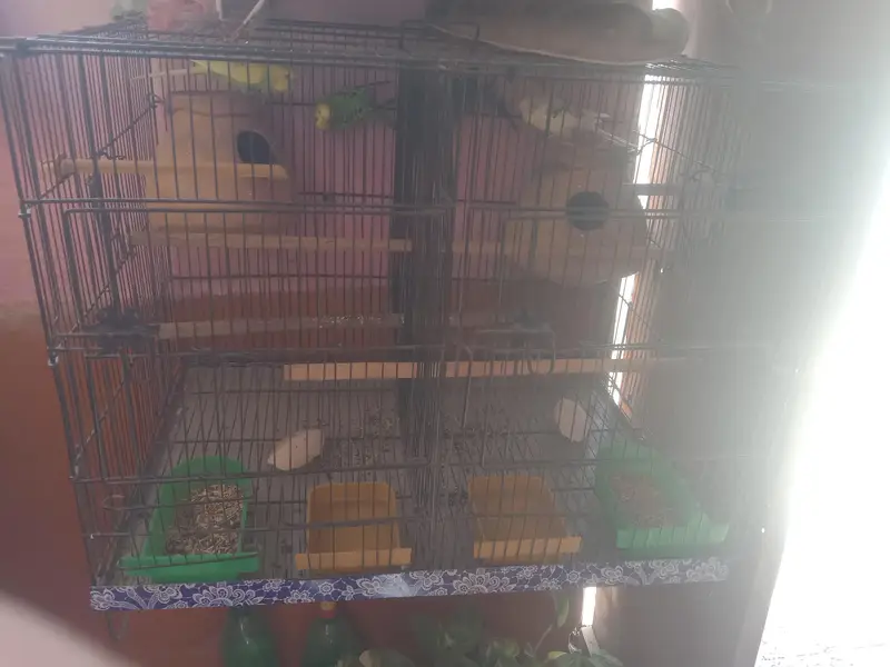 2 pair budgie 2khane ka cage hai watsab num 03702552598 — photo 3