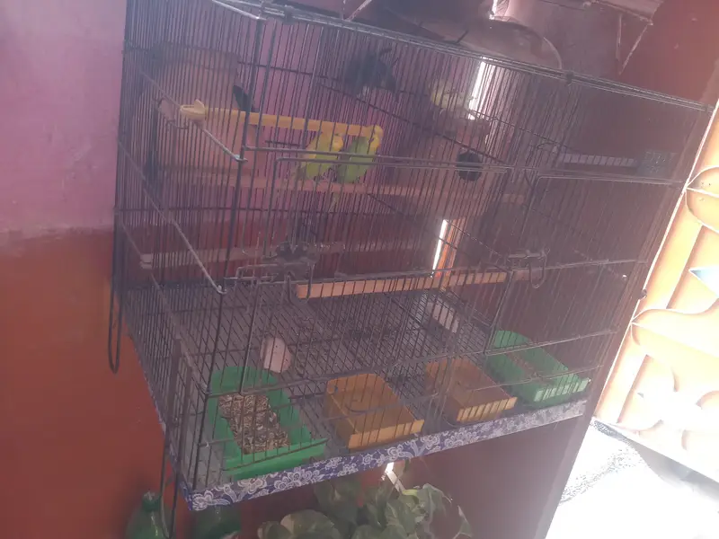 2 pair budgie 2khane ka cage hai watsab num 03702552598 — photo 4