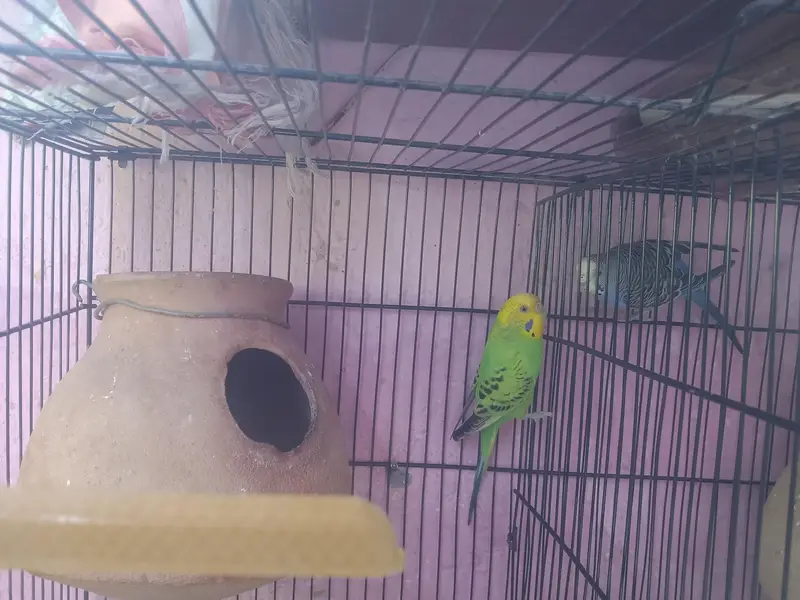 2 pair budgie 2khane ka cage hai watsab num 03702552598 — photo 5
