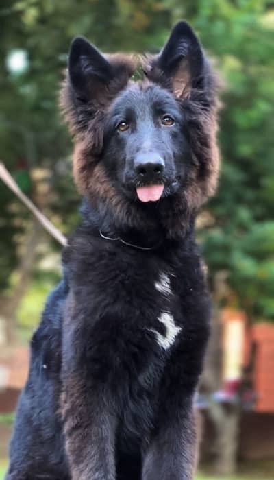 German shepherd pedigree pair
