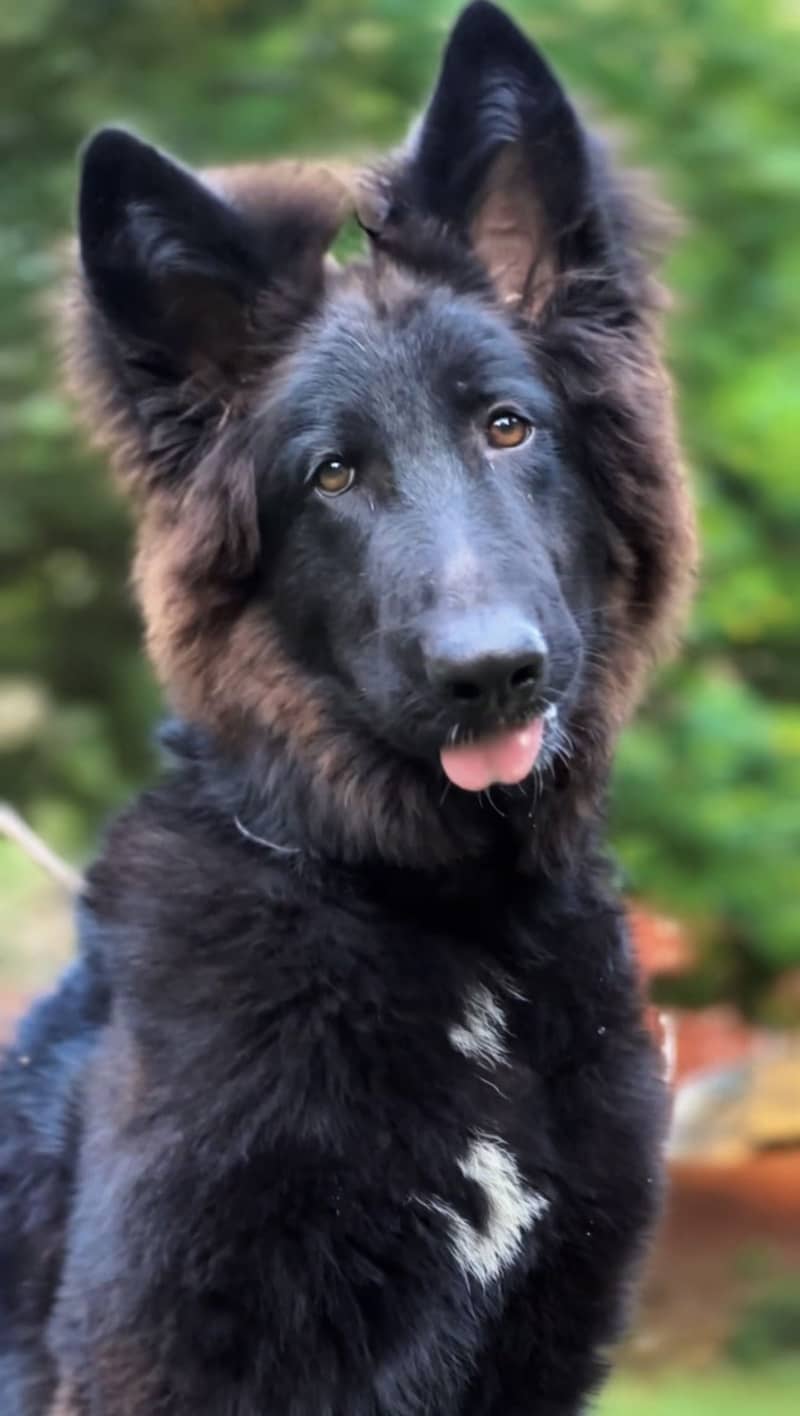 German shepherd pedigree pair - Dogs - 1119342204