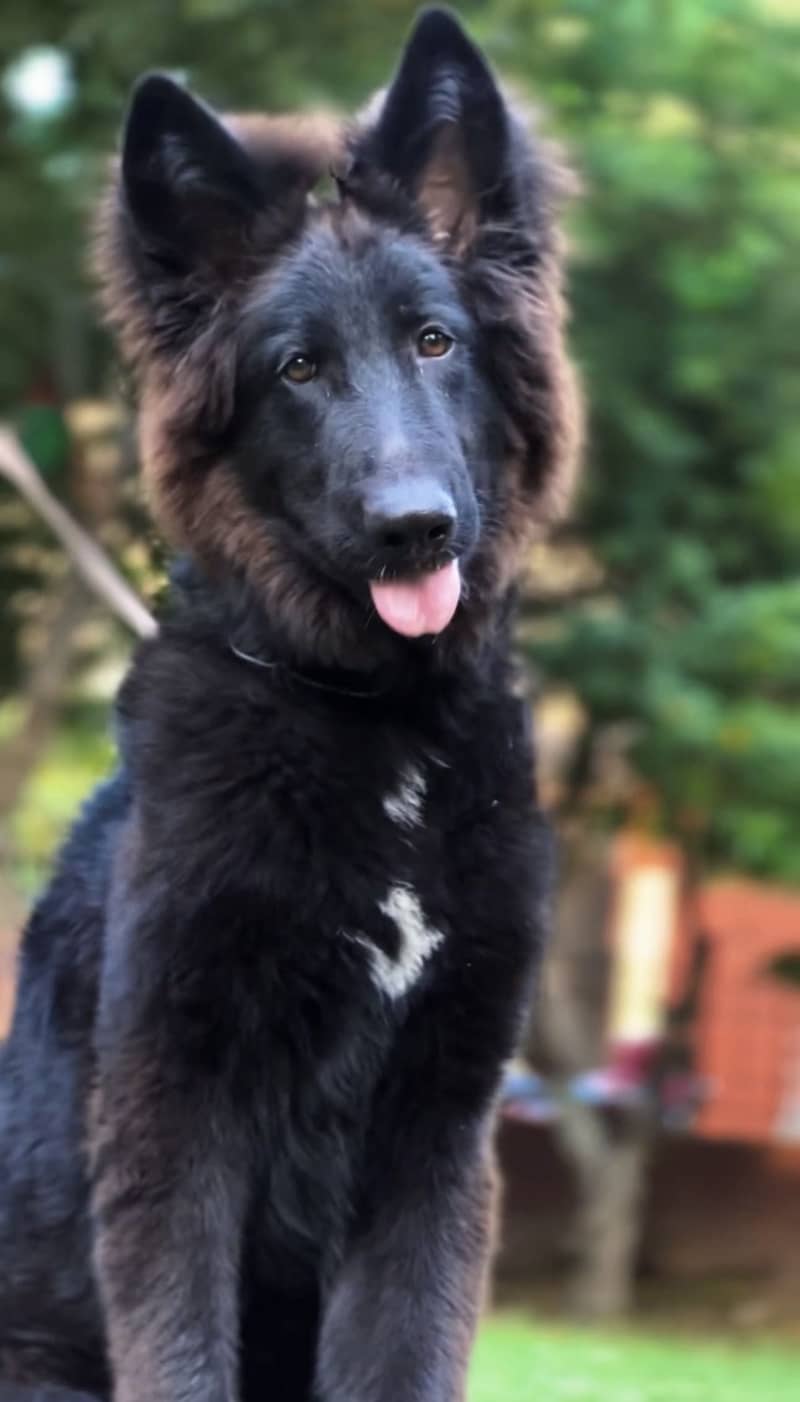 German shepherd pedigree pair - Dogs - 1119342204