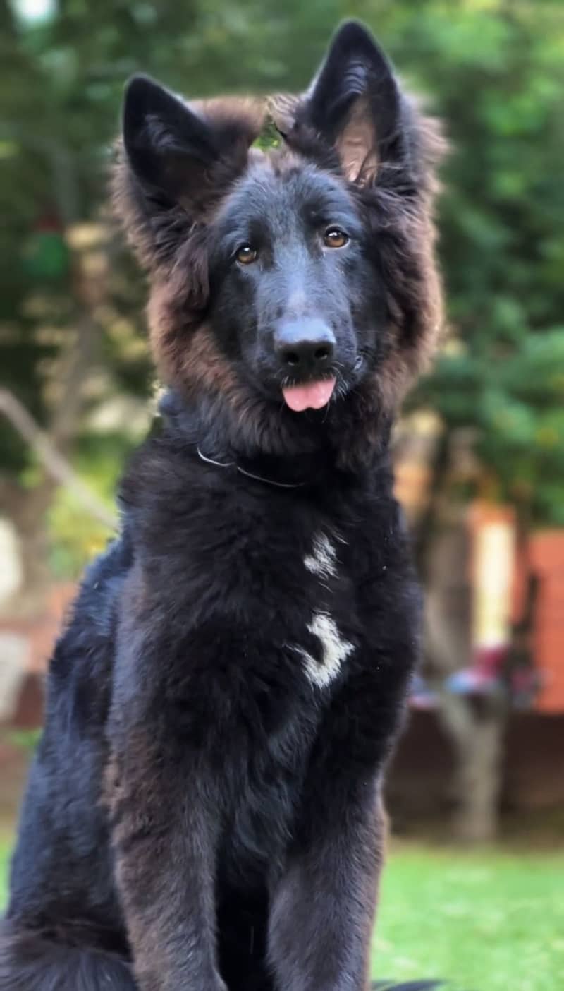 German shepherd pedigree pair - Dogs - 1119342204