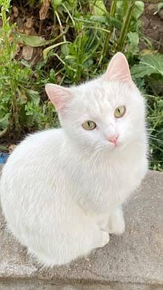 white cat home best pet