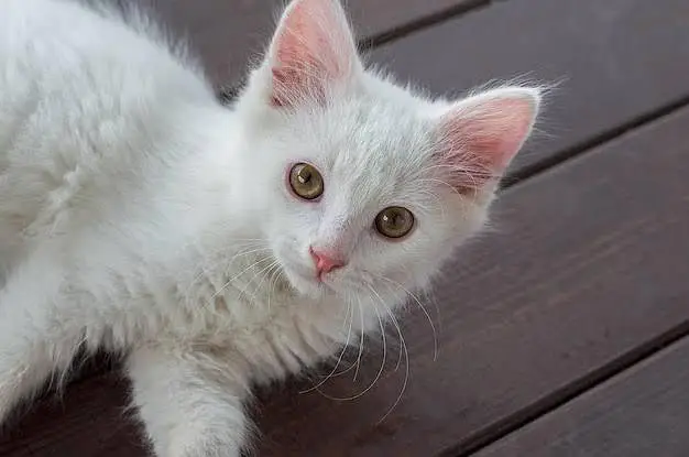 white cat home best pet — photo 2