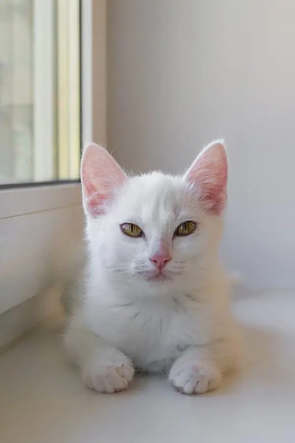white cat home best pet — photo 3