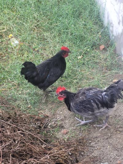 Blue or black australrop