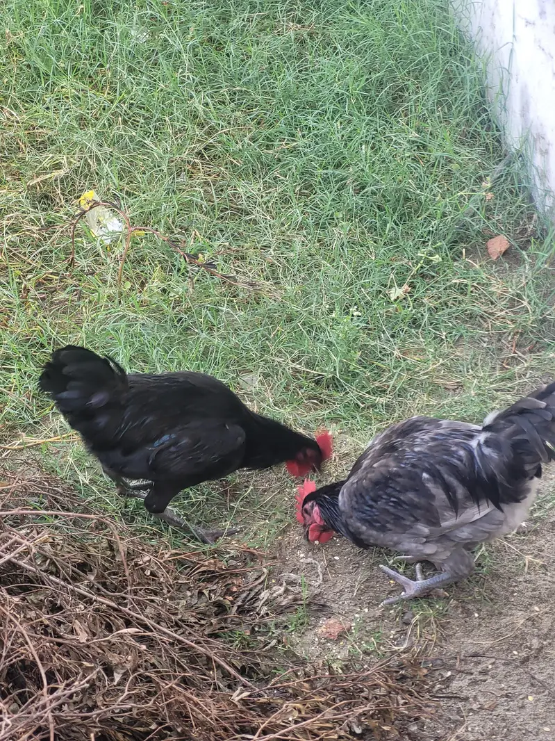 Blue or black australrop — photo 2