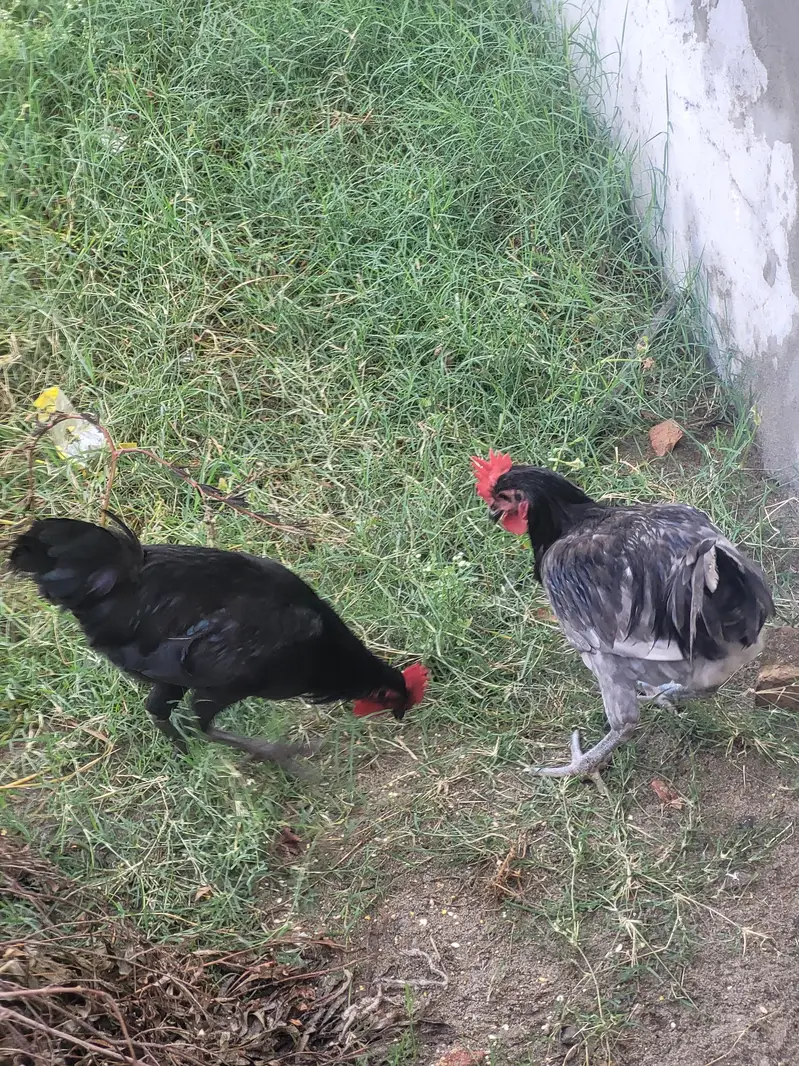 Blue or black australrop — photo 3