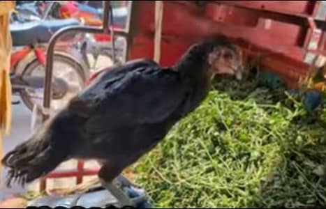 barmi barmi Koi aseel murali. 03254323103