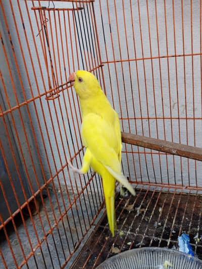 beautiful yellow parrot