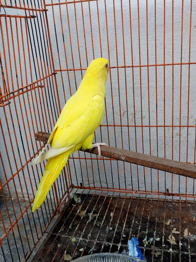 beautiful yellow parrot — photo 2