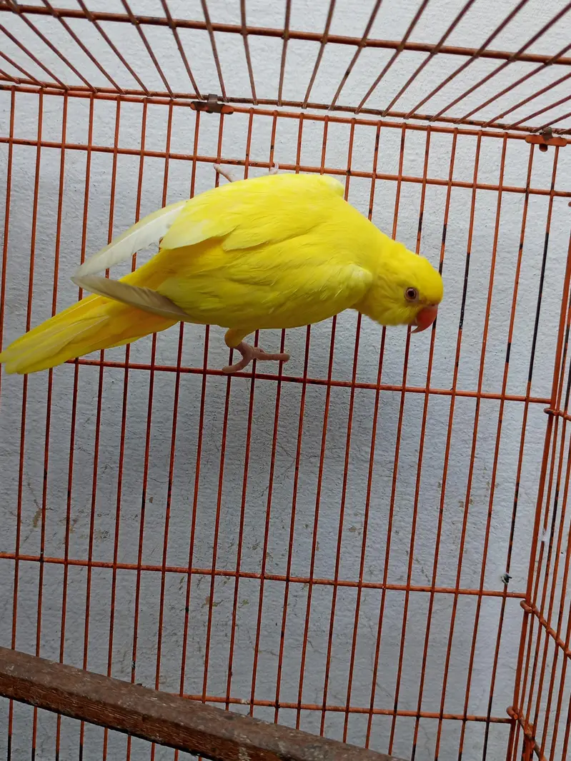 beautiful yellow parrot — photo 3