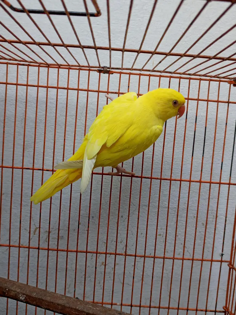 beautiful yellow parrot — photo 4