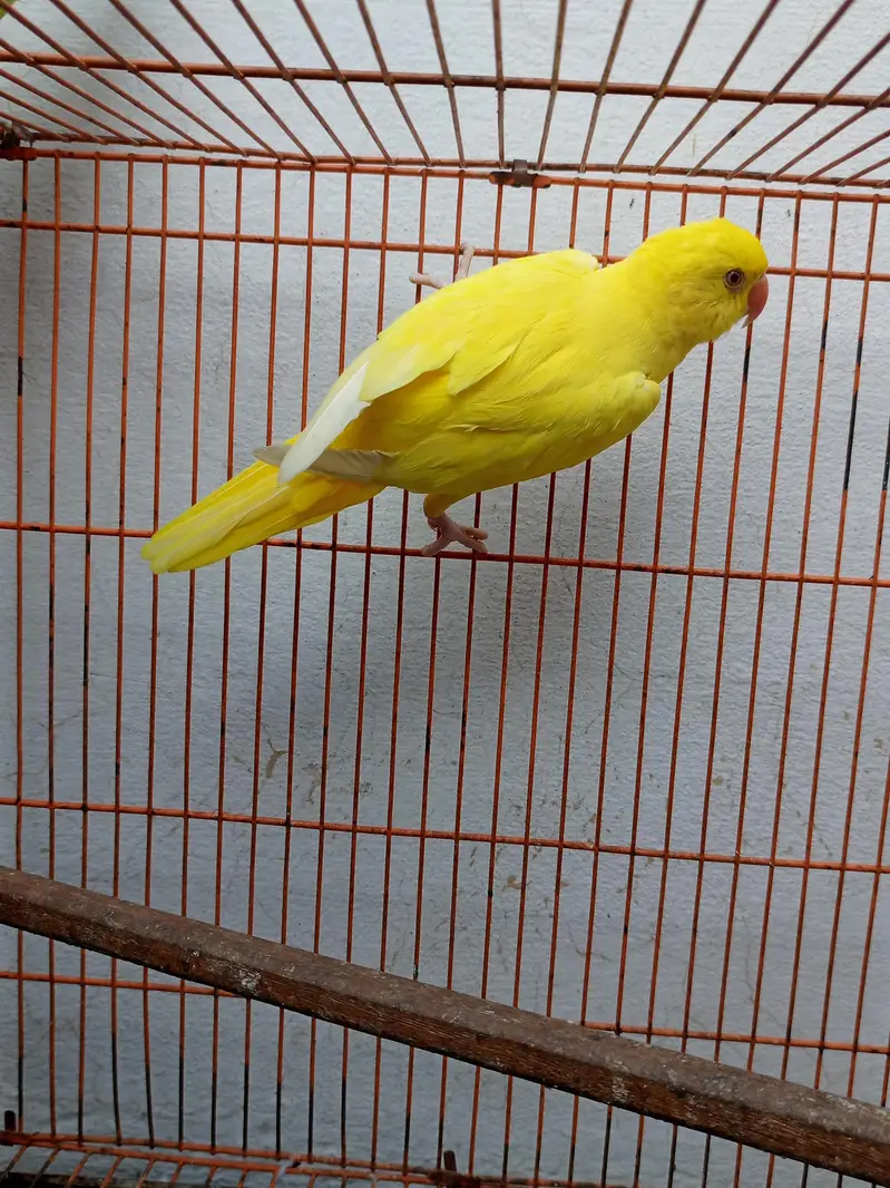 beautiful yellow parrot — photo 5