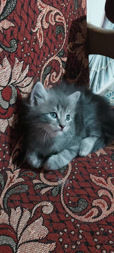 Triple coated blue eyes