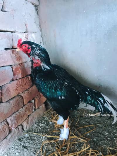 LASANI BREED (egg/chicks)