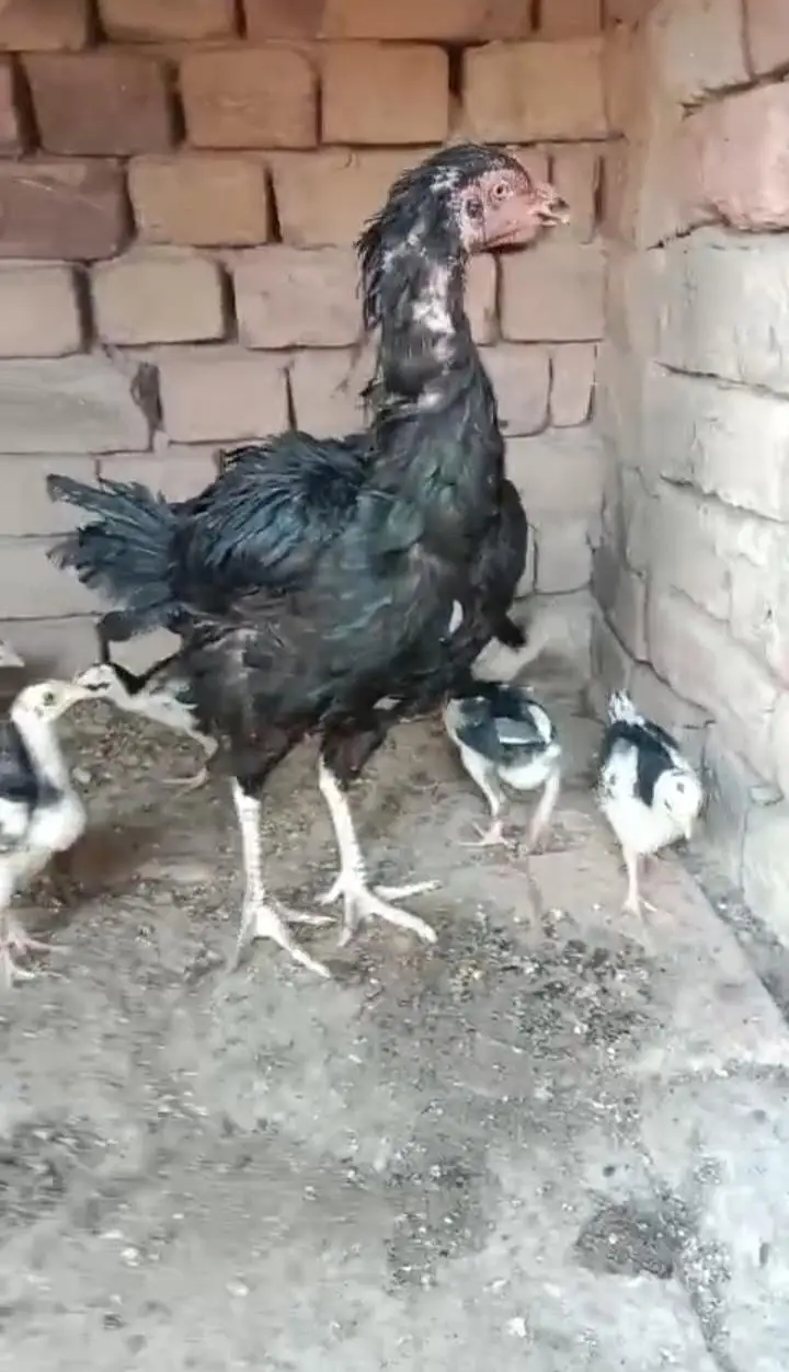 LASANI BREED (egg/chicks) — photo 2