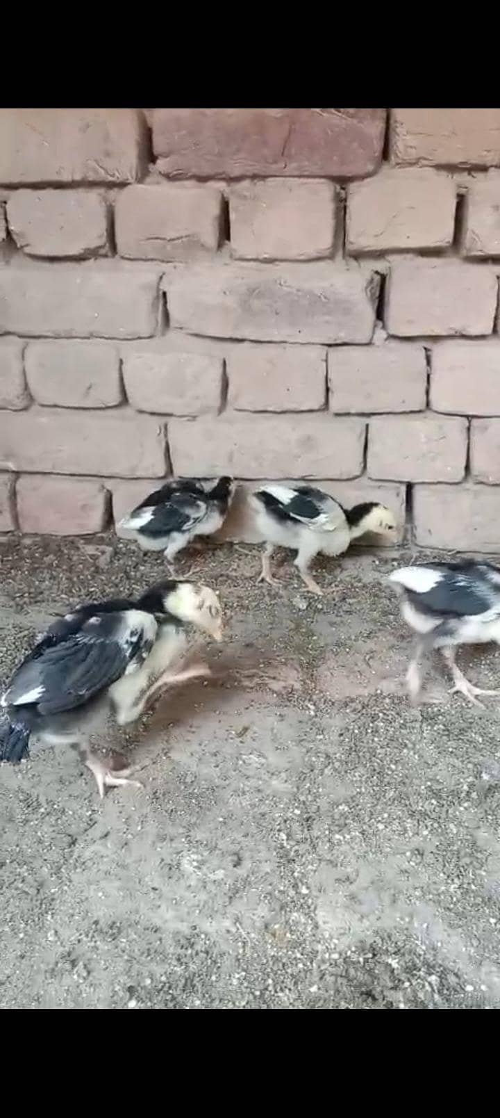 LASANI BREED (egg/chicks) 2